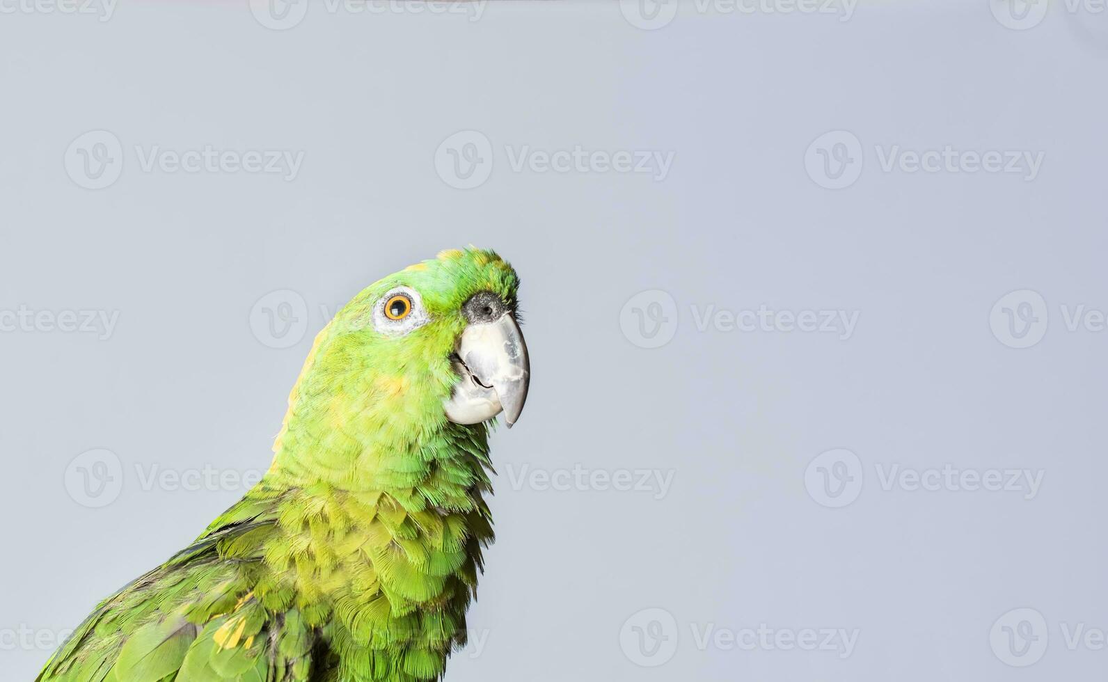 avvicinamento di un' verde piuma pappagallo, un' verde psittacoidea nel bianca sfondo, avvicinamento di un' verde pappagallo occhio con copia spazio foto