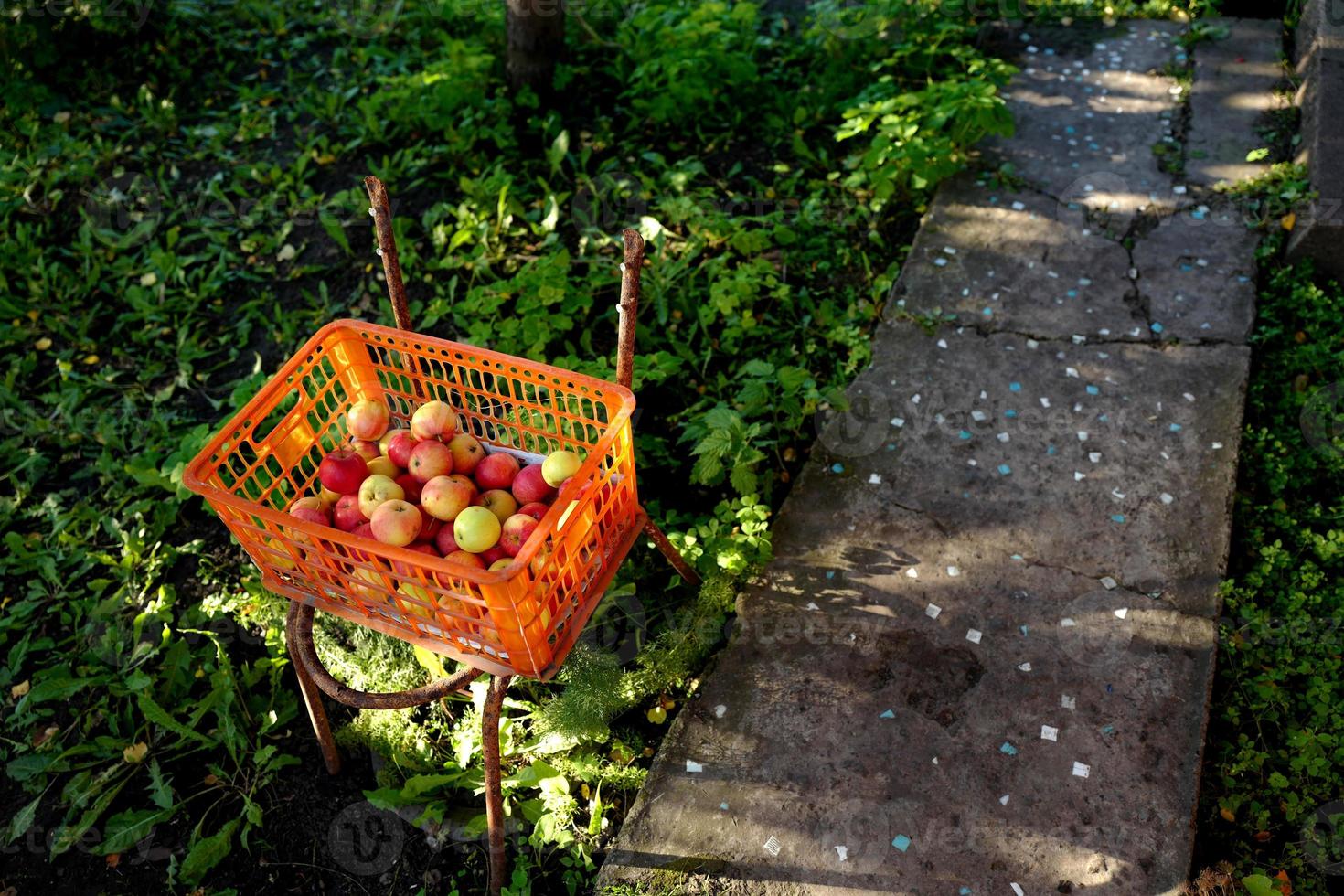 mele in una scatola di plastica arancione su una vecchia sedia foto