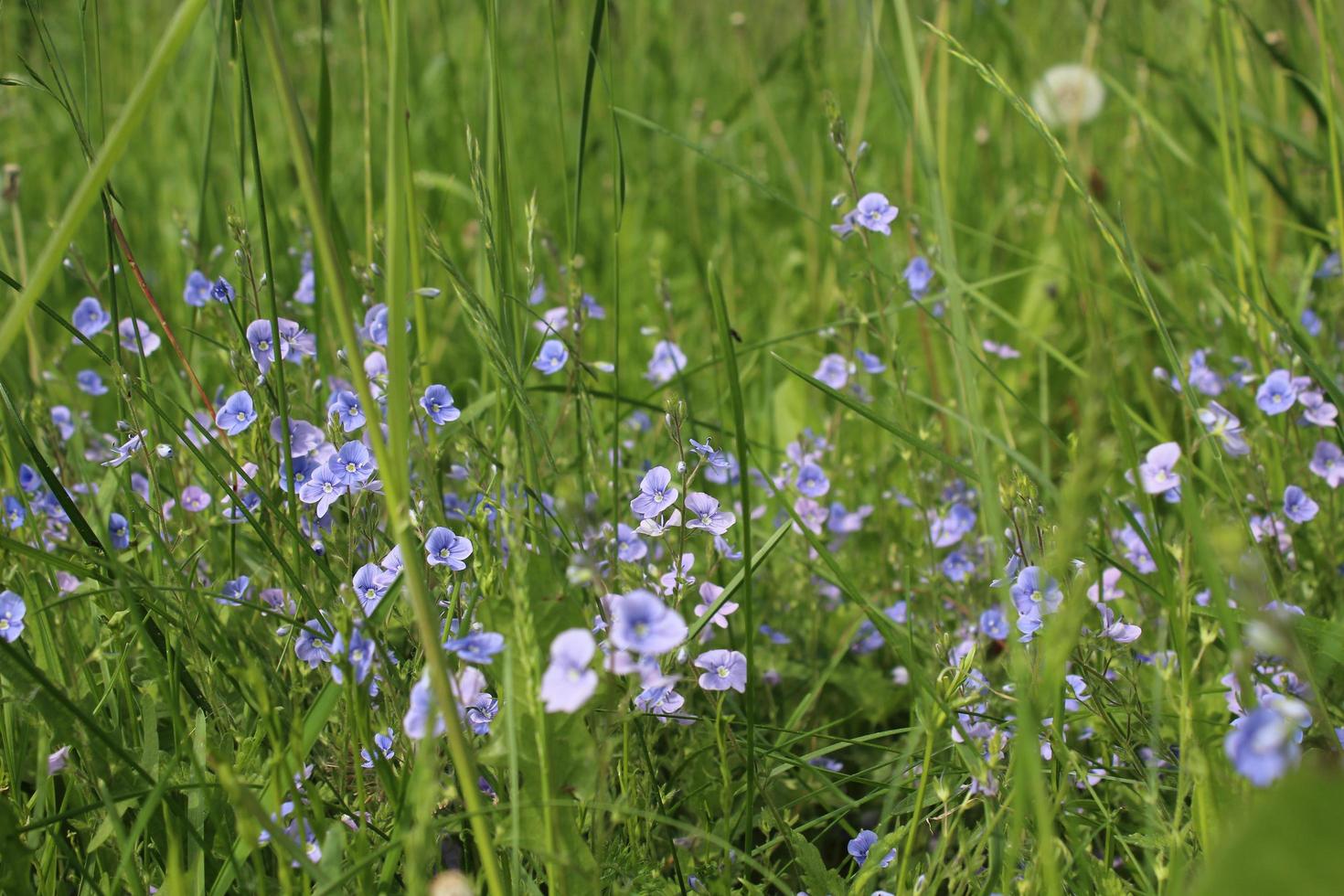 piccoli fiori blu nell'erba verde all'inizio dell'estate foto