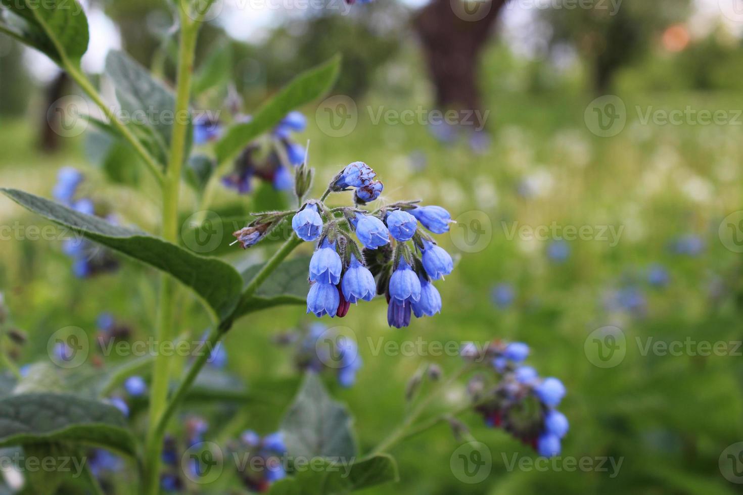 un ramo di fiori blu su uno sfondo foto