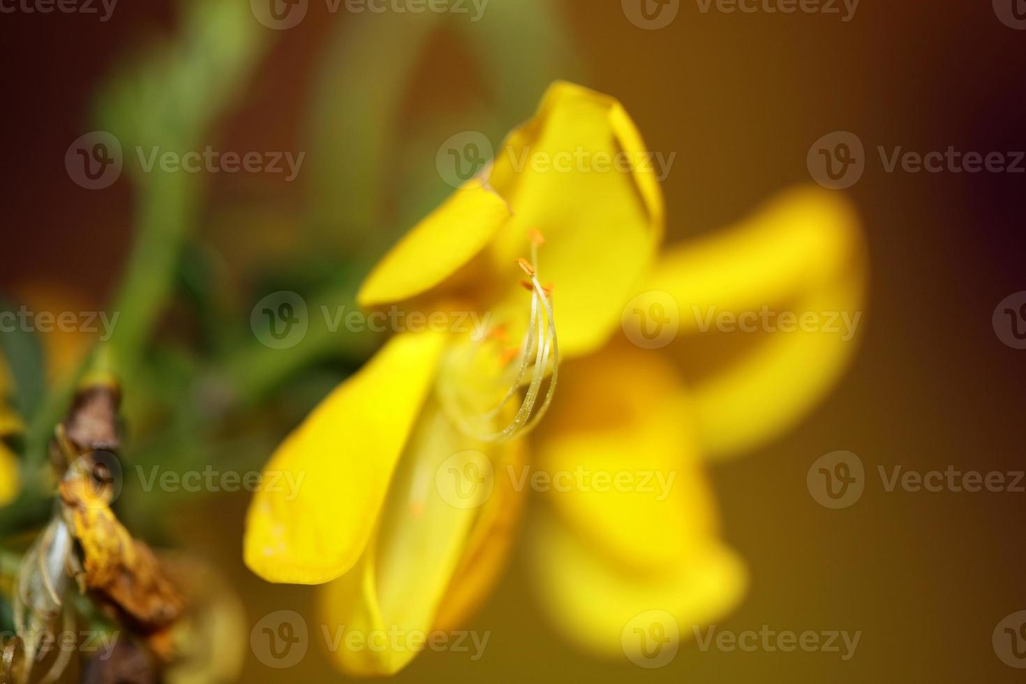 fiore sbocciare vicino spartium jenceum famiglia leguminosae botanicaly foto