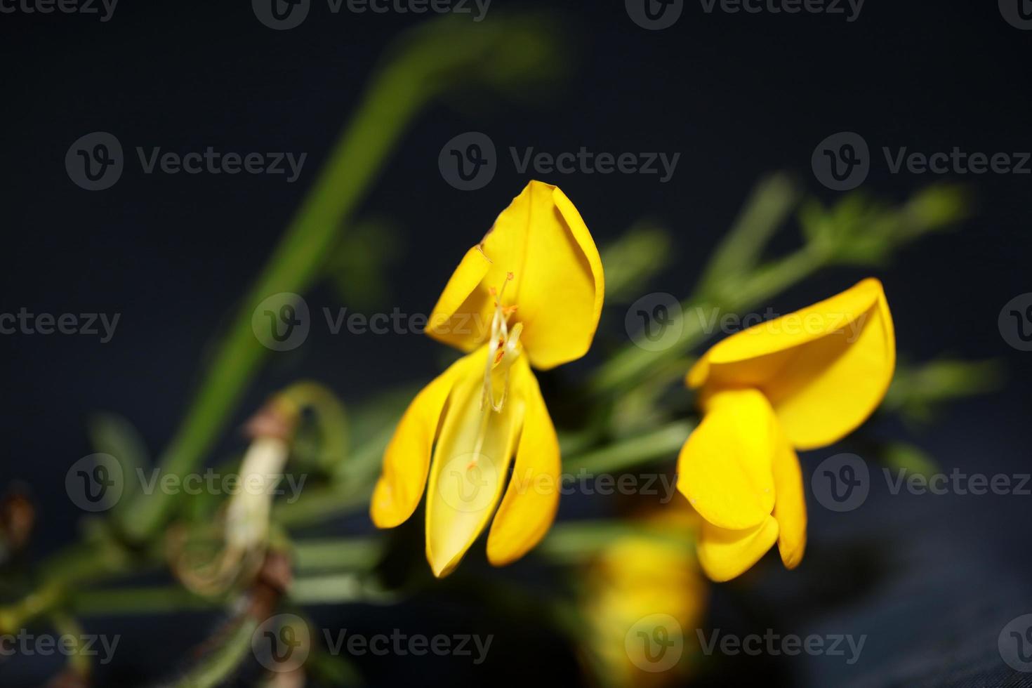 fiore sbocciare vicino spartium jenceum famiglia leguminosae botanicaly foto