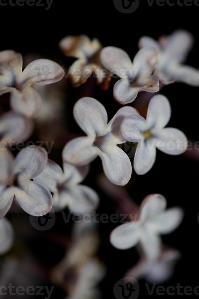 fiore sbocciare macro sfondo syringa vulgaris famiglia oleaceae print foto