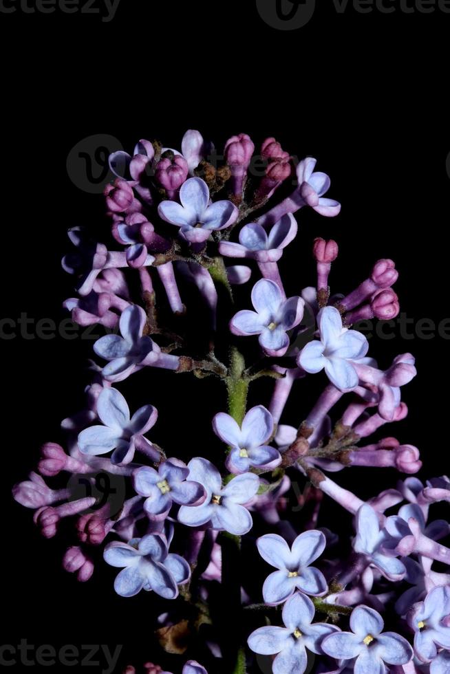 fiore sbocciare macro sfondo syringa vulgaris famiglia oleaceae print foto