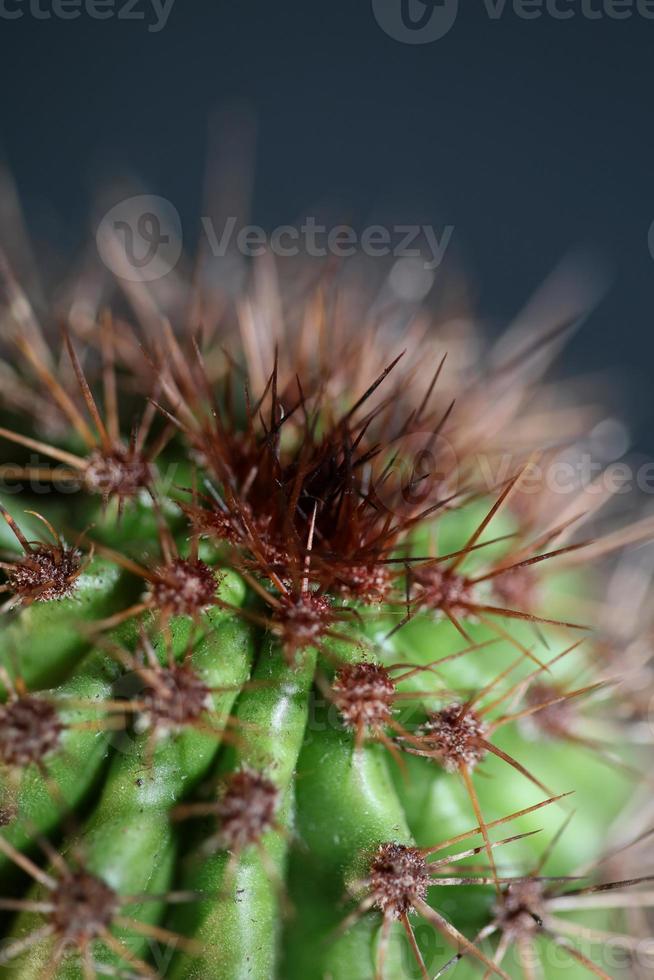 cactus close up stenocereus thurberi famiglia cactaceae botanica moderna foto