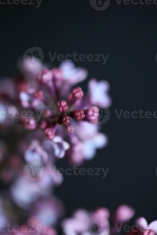 fiore sbocciare macro sfondo syringa vulgaris famiglia oleaceae print foto