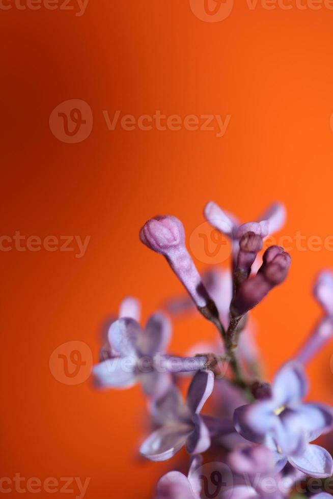 fiore sbocciare macro sfondo syringa vulgaris famiglia oleaceae print foto
