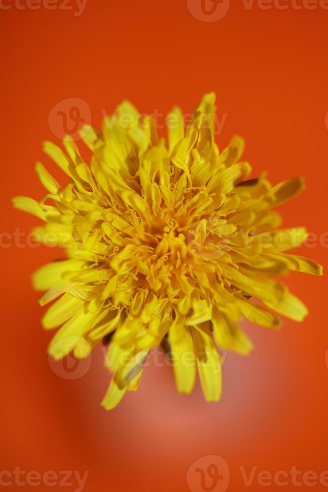 fiore selvatico blossom close up taraxacum officinale tarassaco asteraceae foto