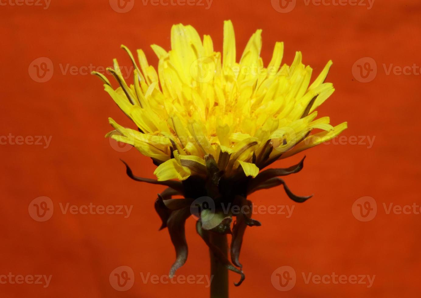 fiore selvatico blossom close up taraxacum officinale tarassaco asteraceae foto