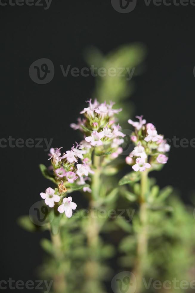 fiore sbocciare close up thymus vulgaris famiglia lamiaceae background foto