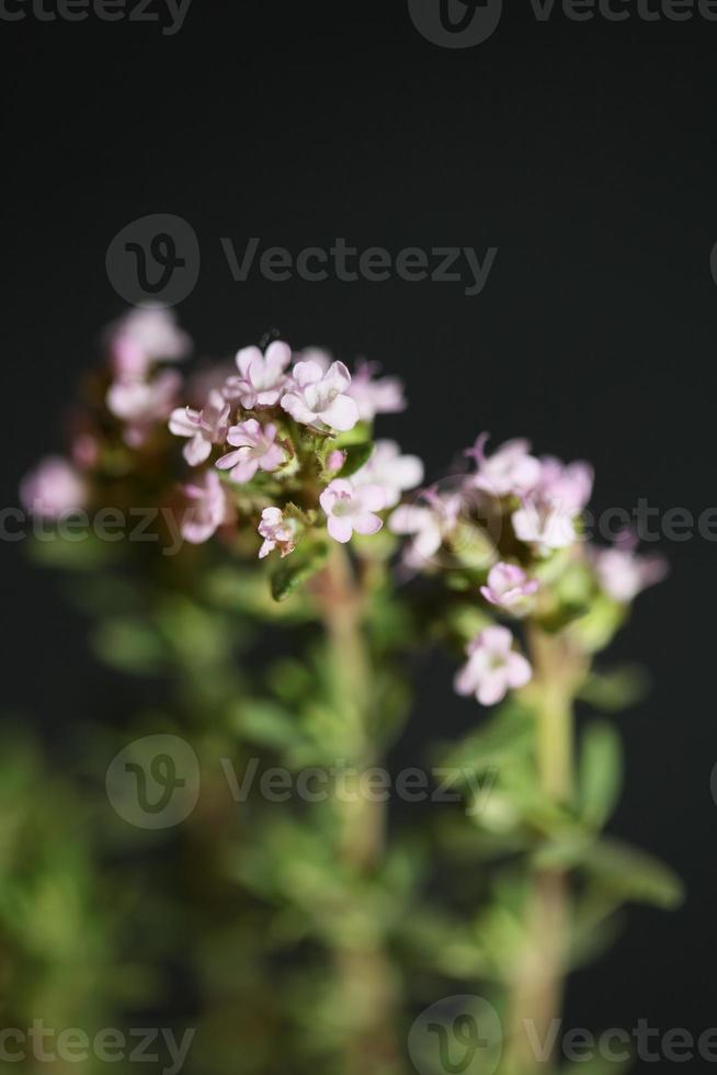 fiore sbocciare close up thymus vulgaris famiglia lamiaceae background foto