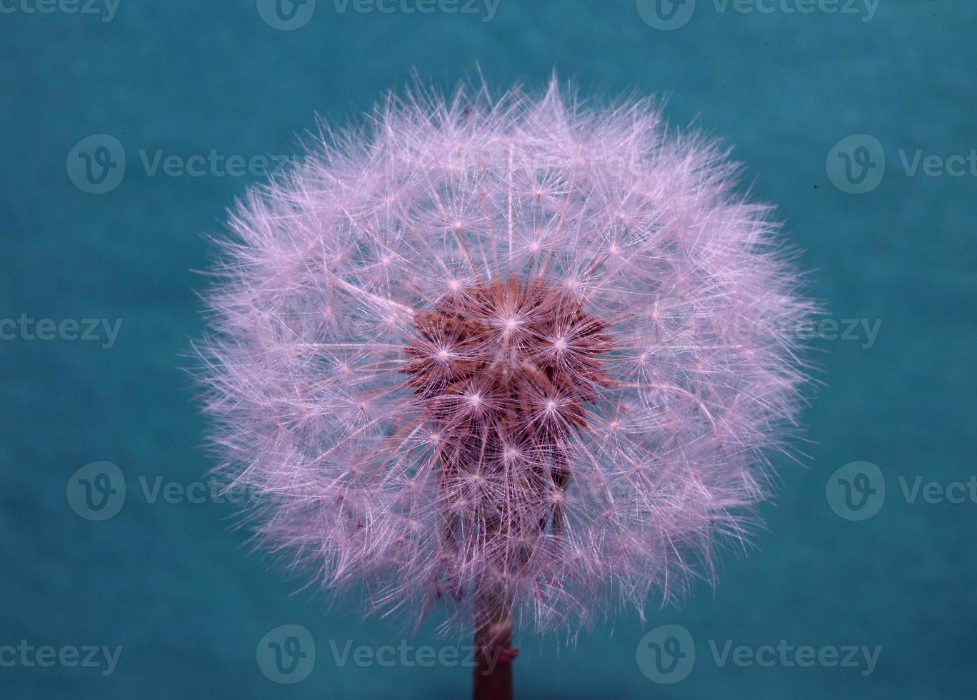 fiore fiore taraxacum officinale dente di leone famiglia delle asteraceae foto