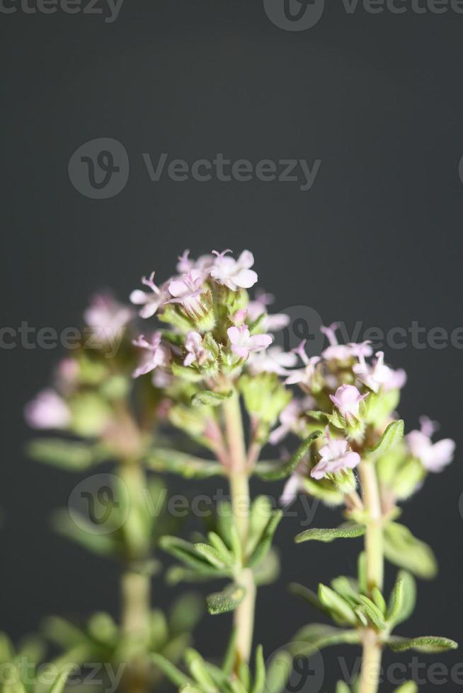 fiore sbocciare close up thymus vulgaris famiglia lamiaceae background foto