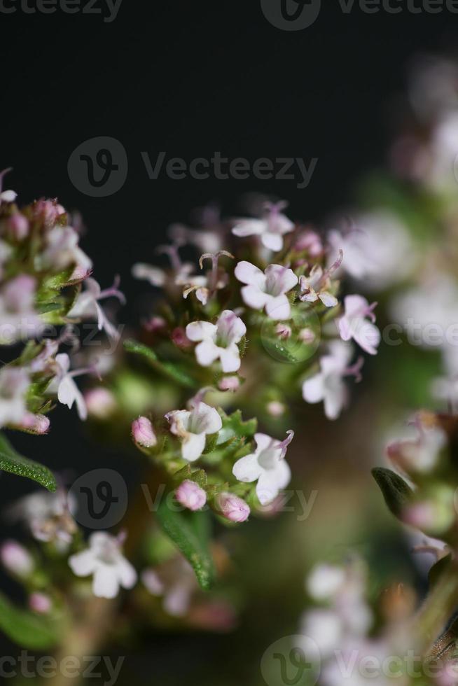 fiore sbocciare close up thymus vulgaris famiglia lamiaceae background foto