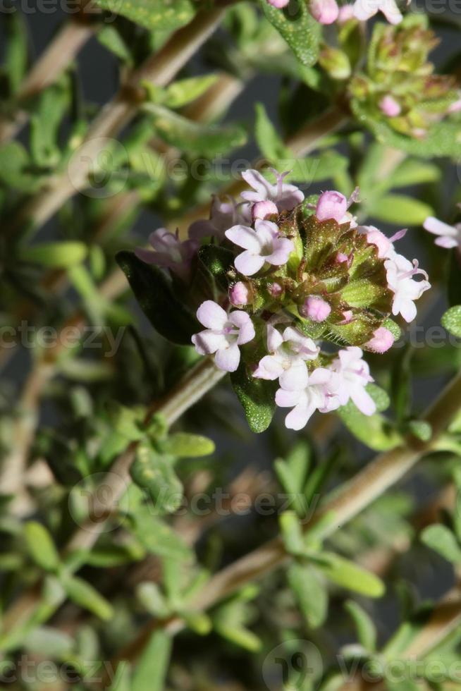 fiore sbocciare close up thymus vulgaris famiglia lamiaceae background foto