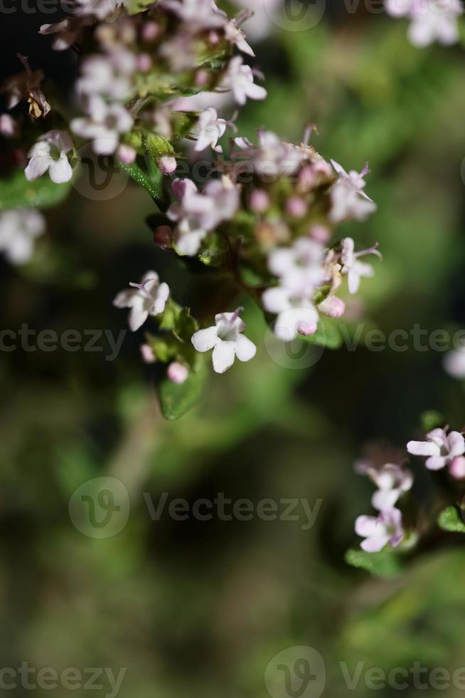 fiore sbocciare close up thymus vulgaris famiglia lamiaceae background foto