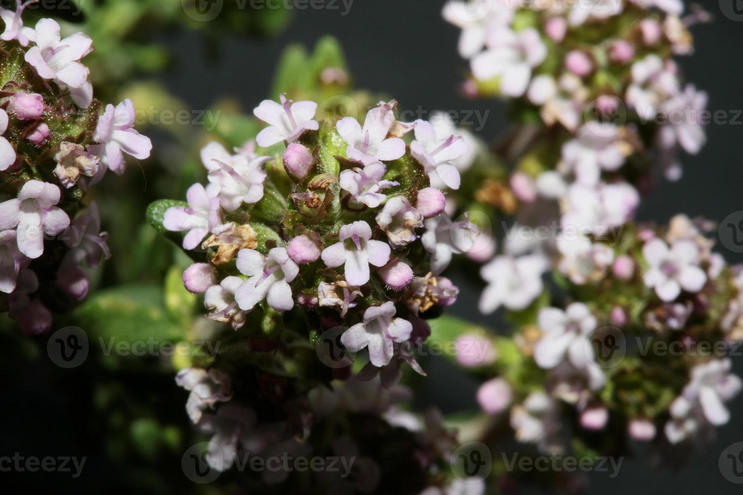 fiore sbocciare close up thymus vulgaris famiglia lamiaceae background foto
