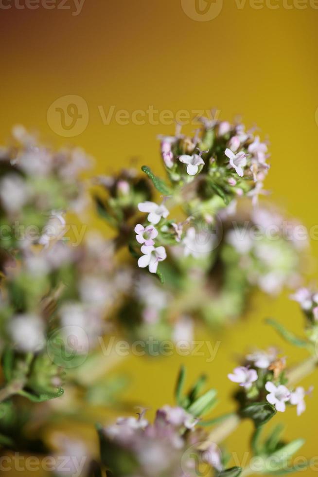 fiore sbocciare close up thymus vulgaris famiglia lamiaceae background foto