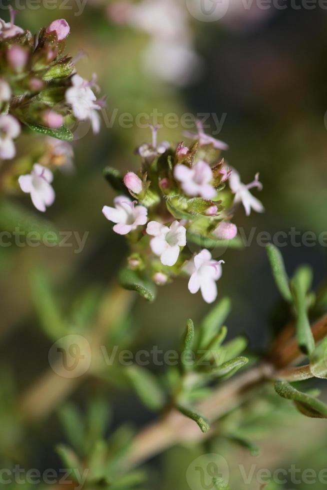 fiore sbocciare close up thymus vulgaris famiglia lamiaceae background foto