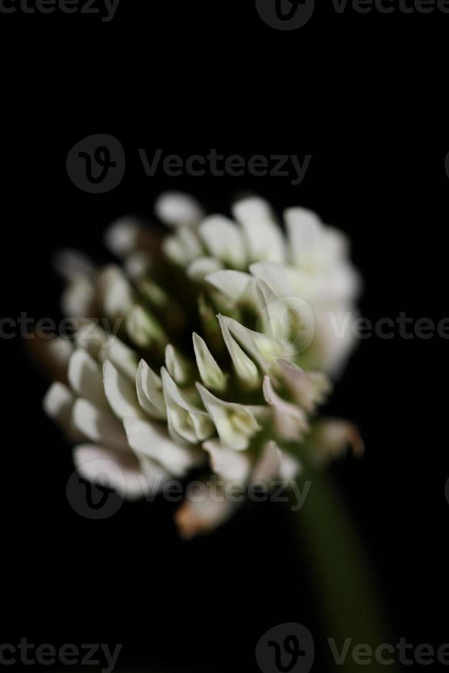 fiore sbocciare da vicino sfondo trifolium nigrescens leguminosae foto