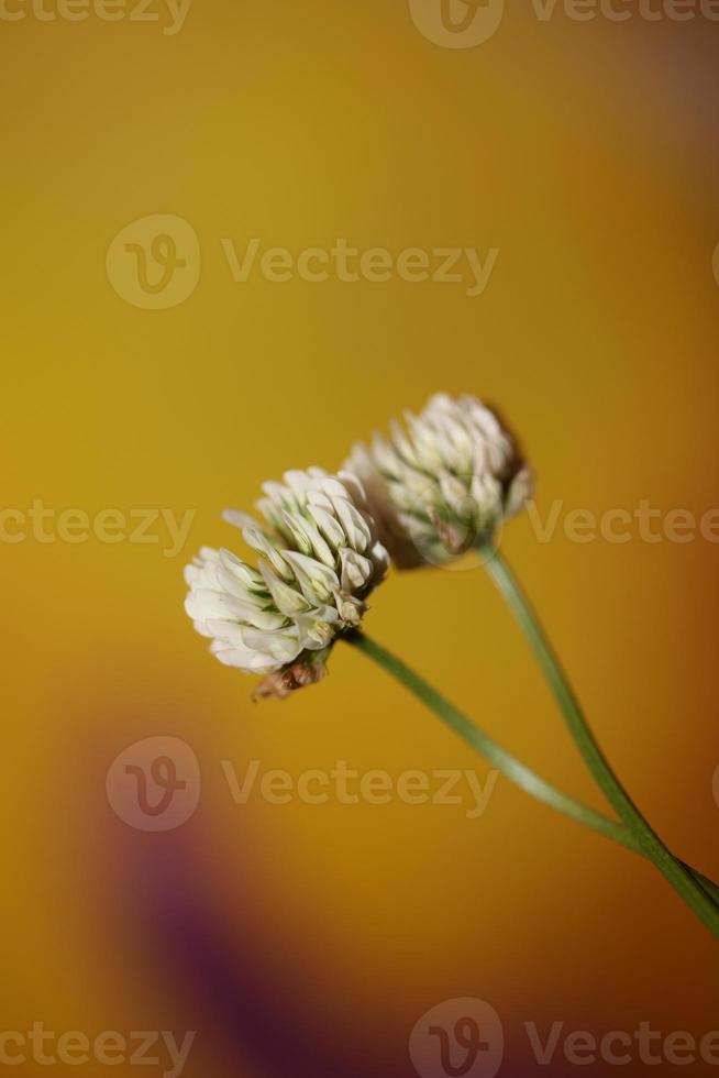 fiore sbocciare da vicino sfondo trifolium nigrescens leguminosae foto