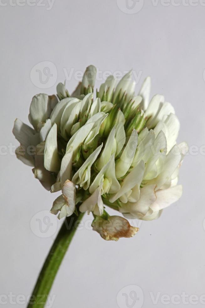 fiore sbocciare da vicino sfondo trifolium nigrescens leguminosae foto