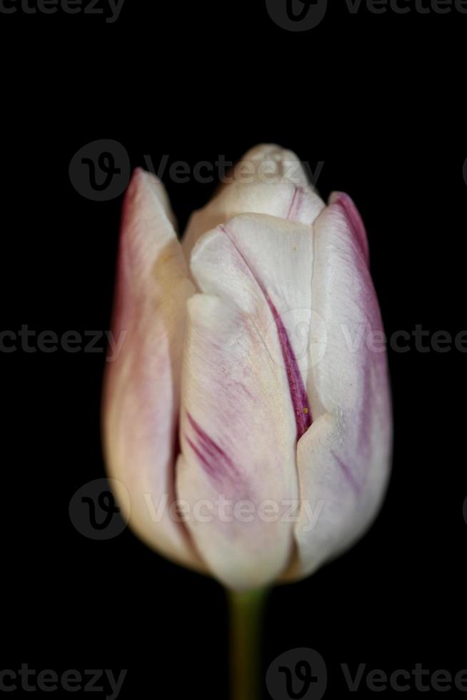 tulipano fiore primo piano sfondo famiglia liliaceae botanico moderno foto