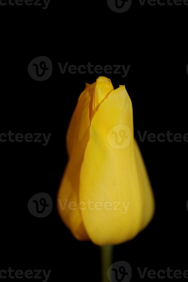 tulipano fiore primo piano sfondo famiglia liliaceae botanico moderno foto