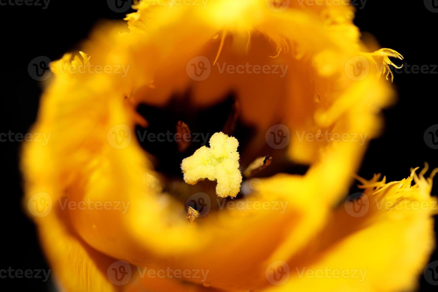 tulipano fiore primo piano sfondo famiglia liliaceae botanico moderno foto