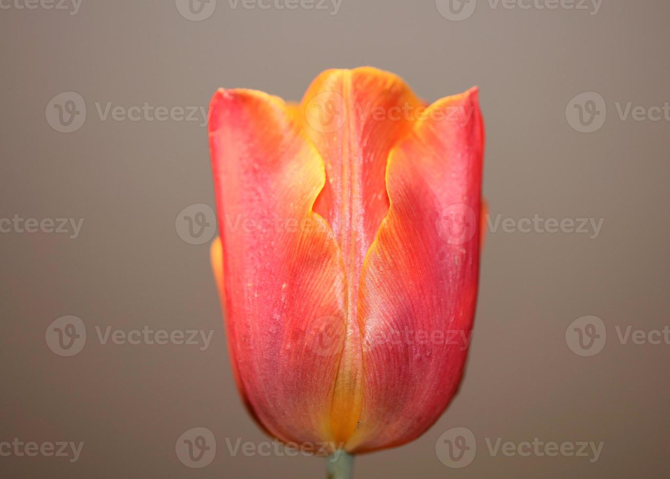 tulipano primo piano sfondo famiglia liliaceae botanica stampe moderne foto