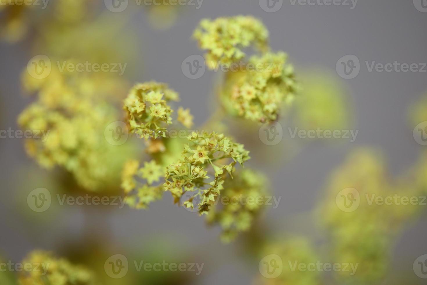 fiore fiore primo piano stampe di grandi dimensioni di alta qualità foto