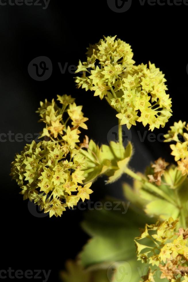 fiore fiore primo piano stampe di grandi dimensioni di alta qualità foto