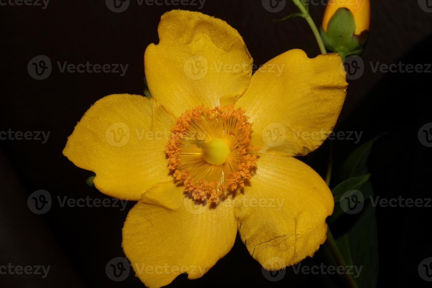 fiore da vicino sfondo botanico in fiore foto