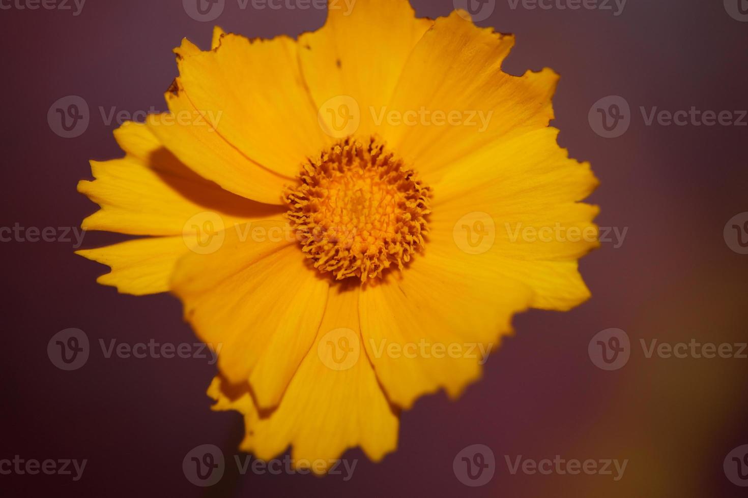 fiore fiore macro stampa sfondo helianthus giganteus compositae foto