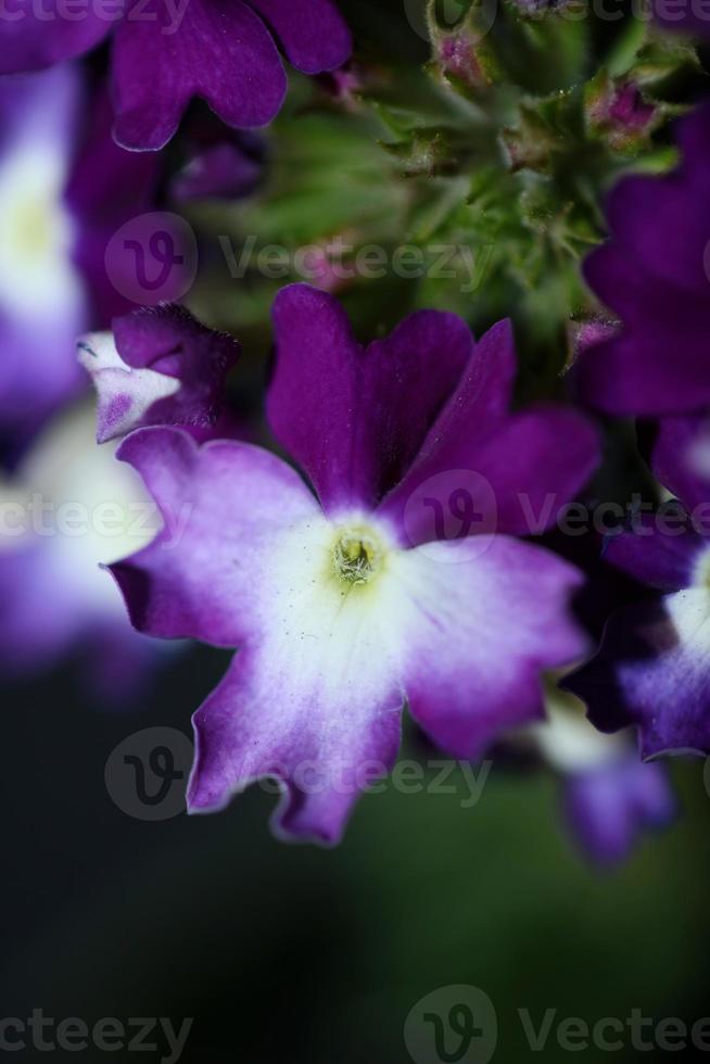 Fiore colorato blossom close up verbena famiglia ibrida verbenaceae foto