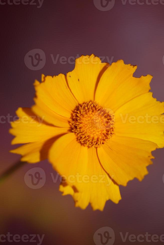 fiore fiore macro stampa sfondo helianthus giganteus compositae foto