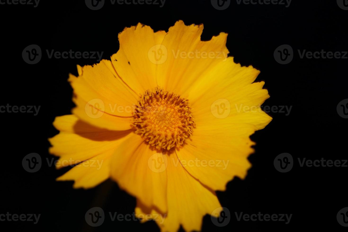 fiore fiore macro stampa sfondo helianthus giganteus compositae foto