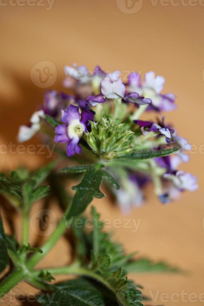 Fiore colorato blossom close up verbena famiglia ibrida verbenaceae foto