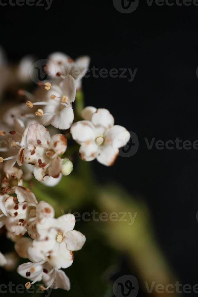 bianco fiore piccolo viburnum tinus l. stampa della famiglia delle Adoxaceae foto