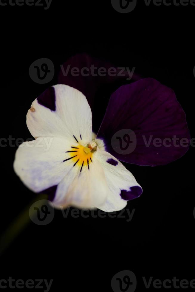 viola fiore famiglia fiore violaceae primo piano stampa botanica foto