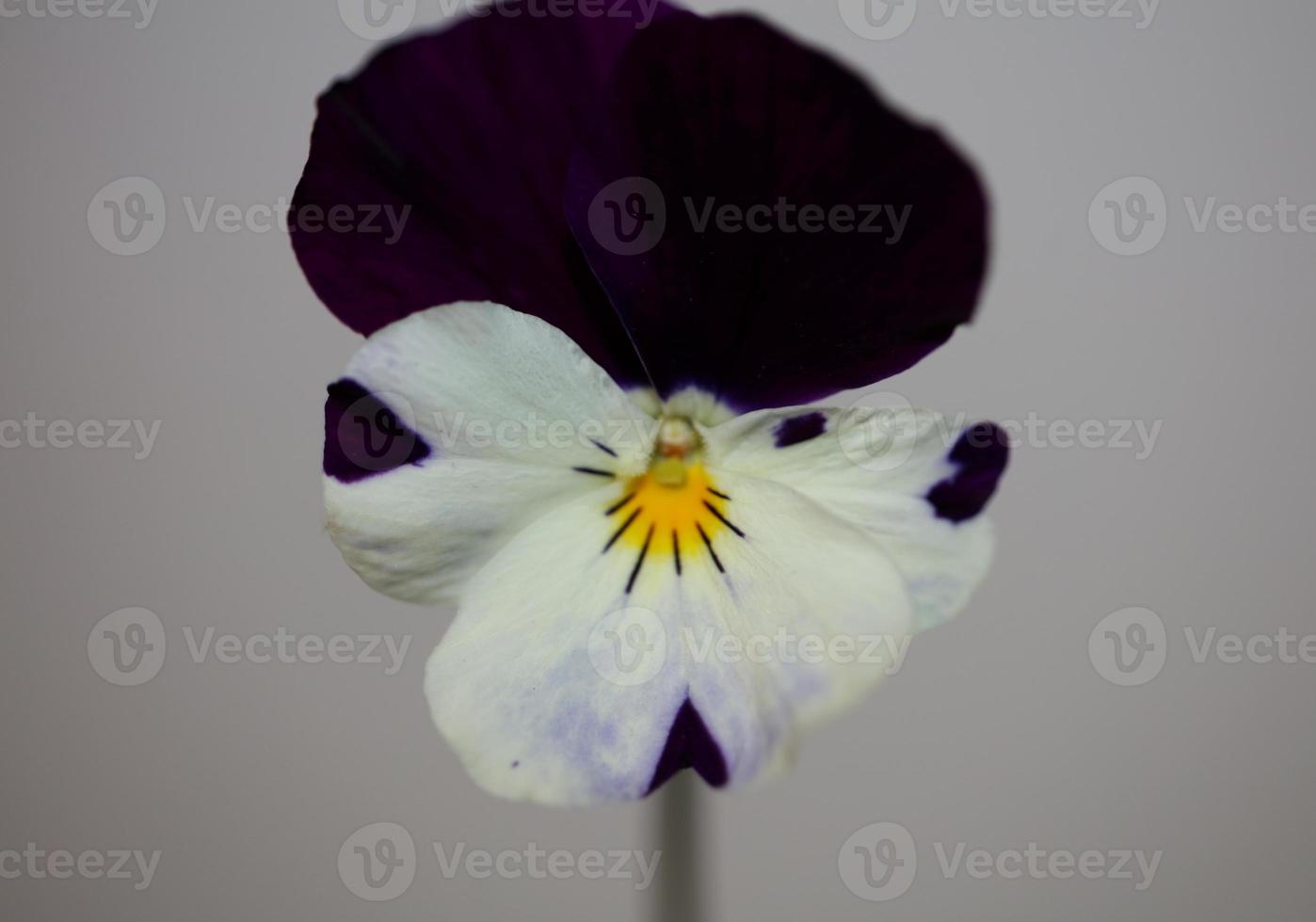 viola fiore famiglia fiore violaceae primo piano stampa botanica foto