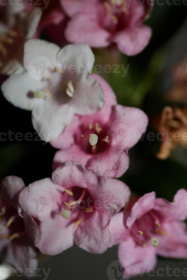 fiore sbocciare vicino weigela florida famiglia caprifoliaceae foto