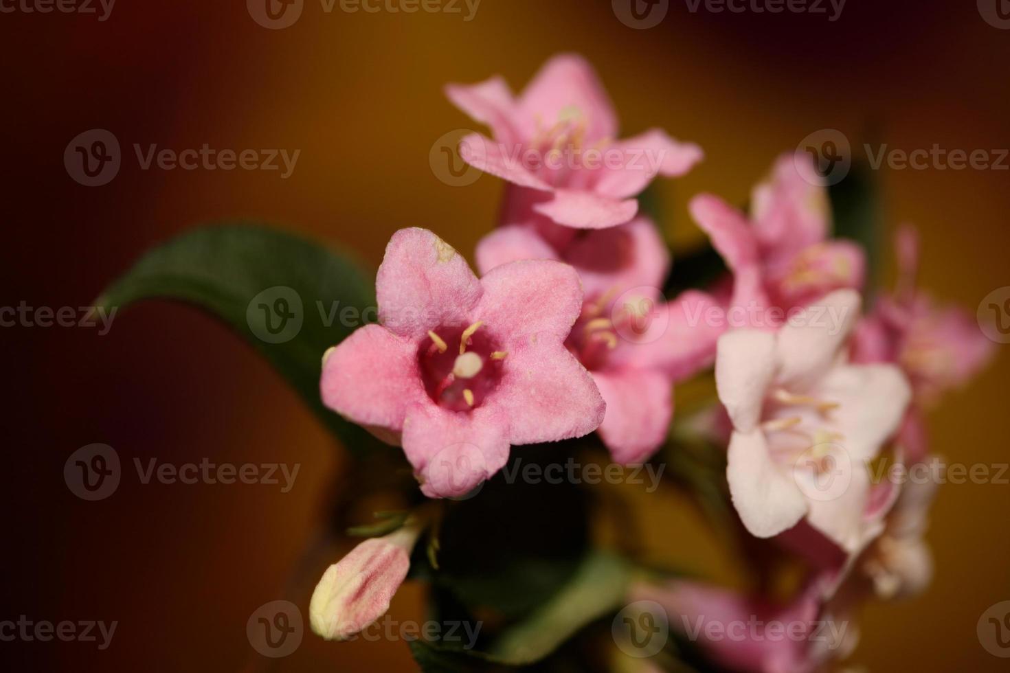 fiore sbocciare vicino weigela florida famiglia caprifoliaceae foto