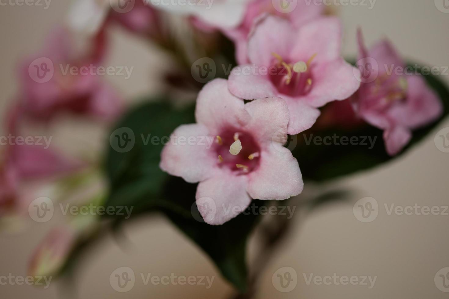 fiore sbocciare vicino weigela florida famiglia caprifoliaceae foto