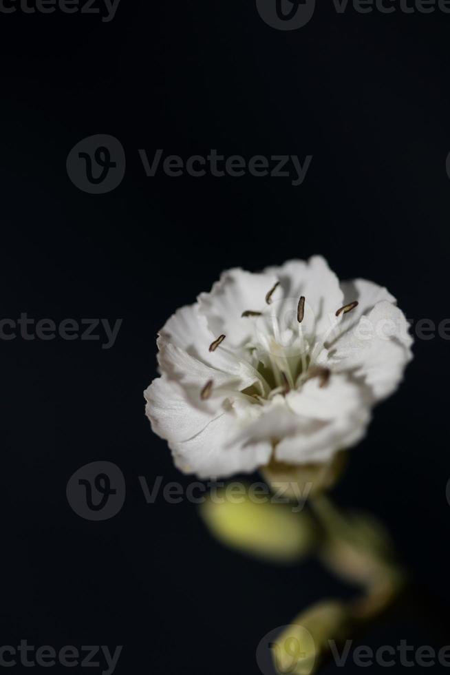 fiore fiore primo piano sfondo botanico di alta qualità di grandi dimensioni foto