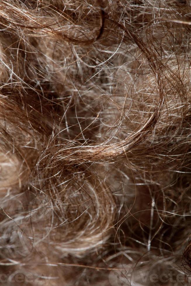 cane marrone capelli ricci close up lagotto romagnolo sfondo astratto foto