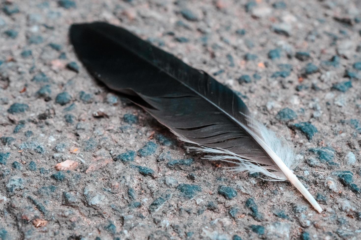 primo piano nero della piuma dell'uccello sull'asfalto strutturato all'aperto foto