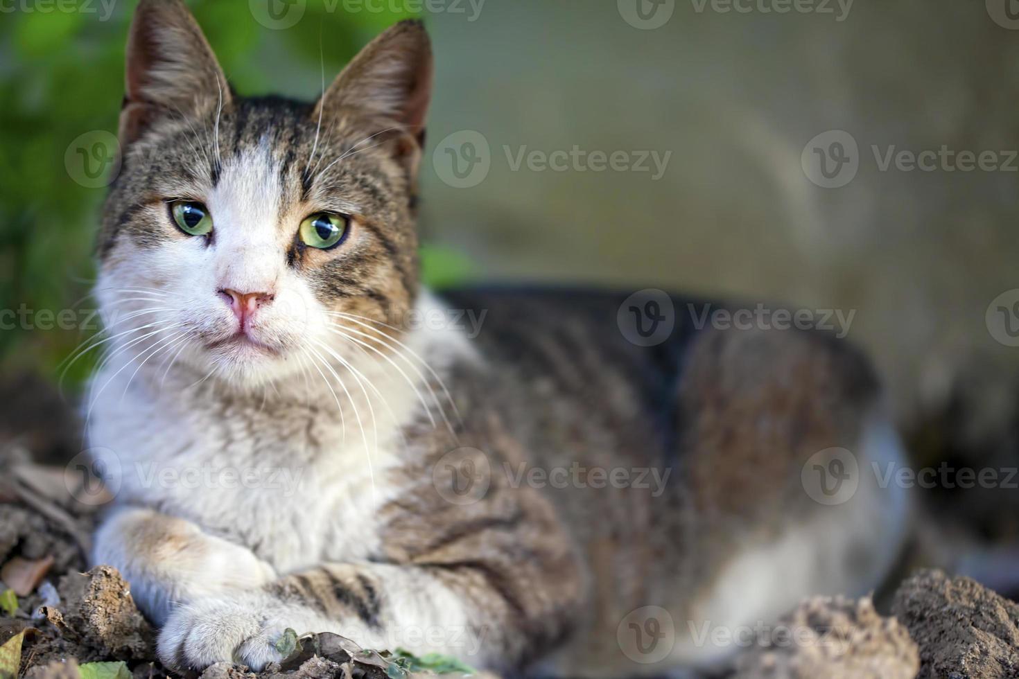 dolce animale domestico gatto foto