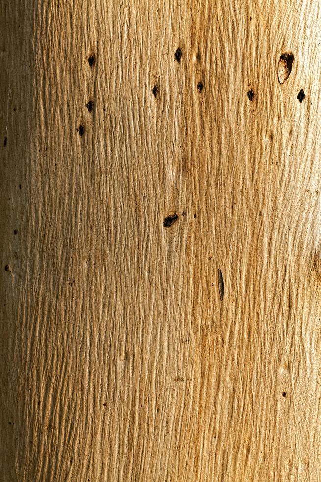 tronco di corteccia di albero naturale foto