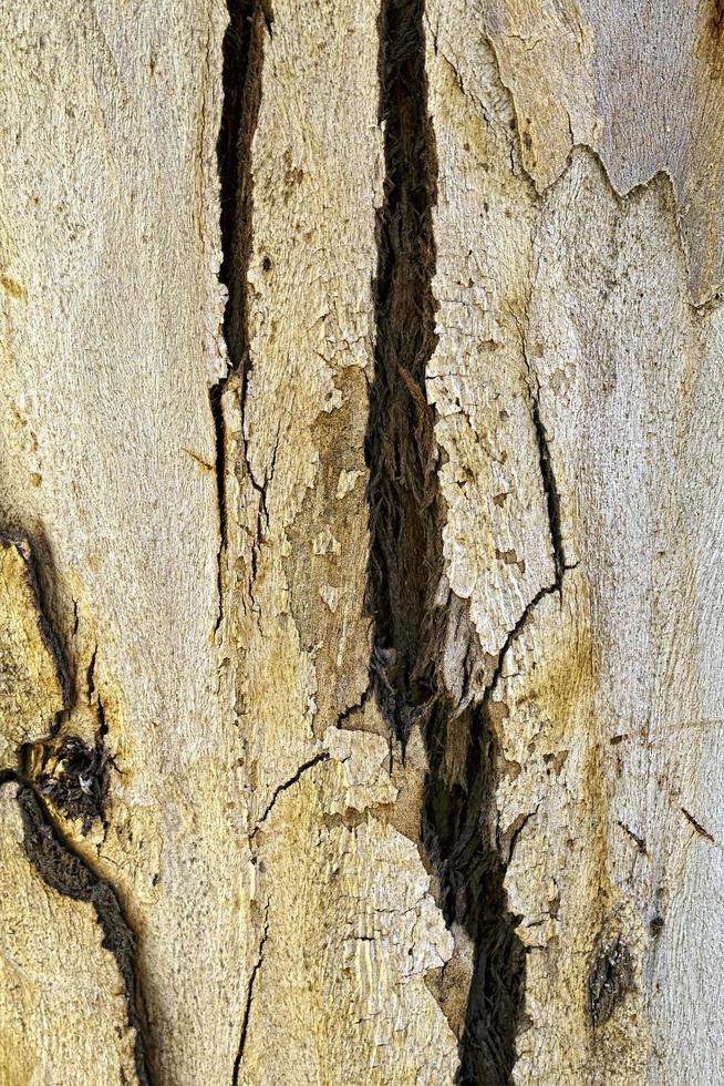 tronco di corteccia di albero naturale foto